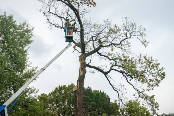 Best Arborist Consultation Services  in Oologah, OK