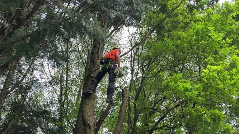 Best Seasonal Cleanup (Spring/Fall)  in Oologah, OK