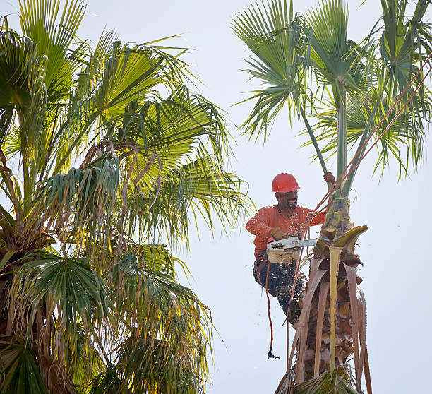 Best Commercial Tree Services  in Oologah, OK